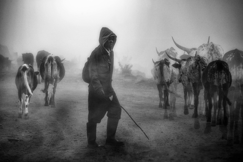 ...cattle herd in the mist... von Charlaine Gerber