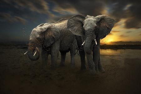 Early morning sandbath...