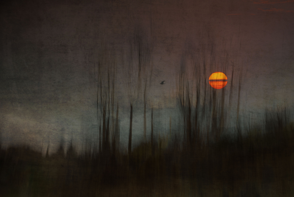 ...and the moon stood still for the night birds song... von Charlaine Gerber