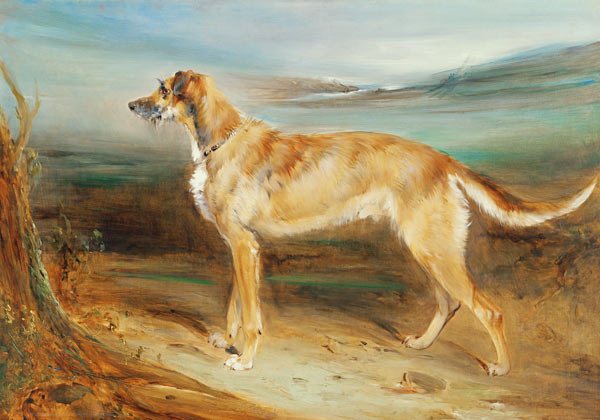 A Scottish Deerhound von Charles Hancock