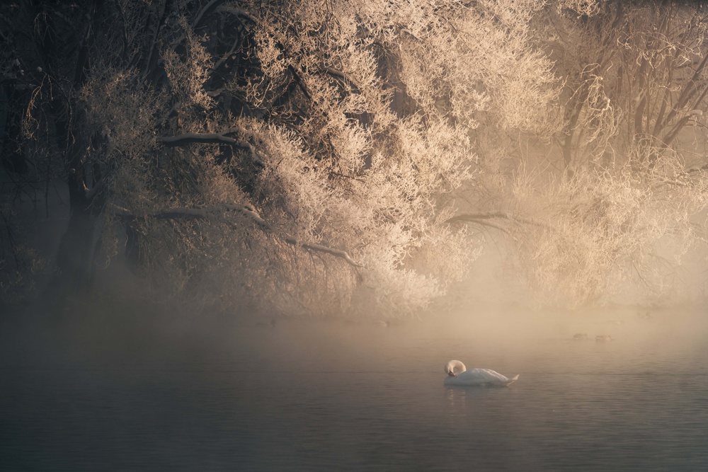 Elegance von CharlesBi