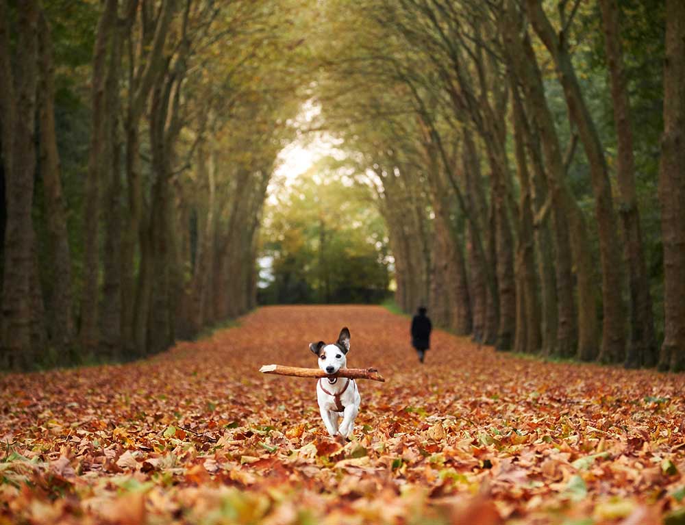 Jack von Charly Lataste