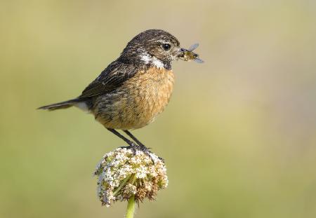 Common stonechat