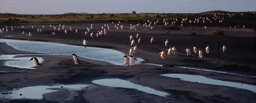 In the morning, towards ocean von Cheng Chang
