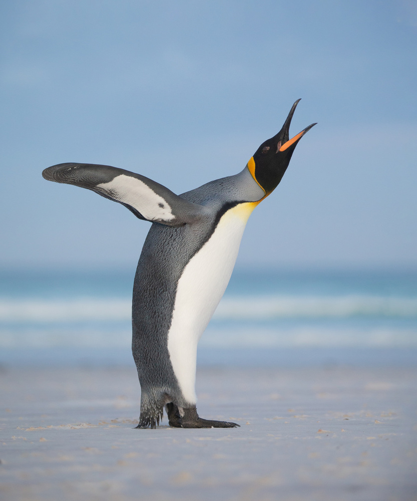 Yawning von Cheng Chang