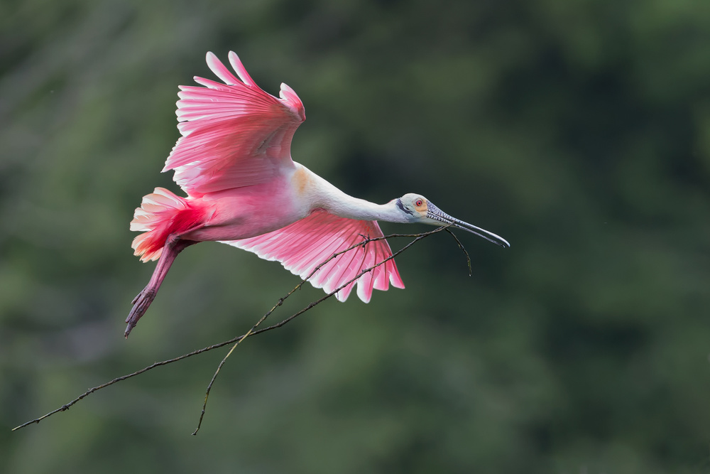 Happyly returns to home. von Cheng Chang