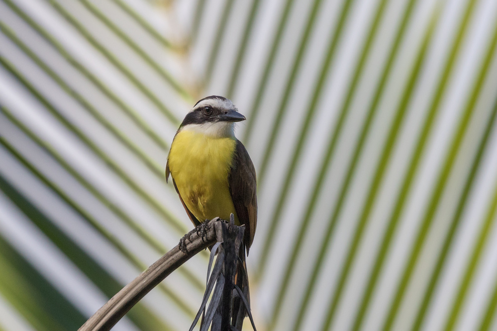 Guide lines. von Cheng Chang