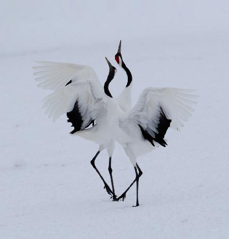 Dancing in the snow.