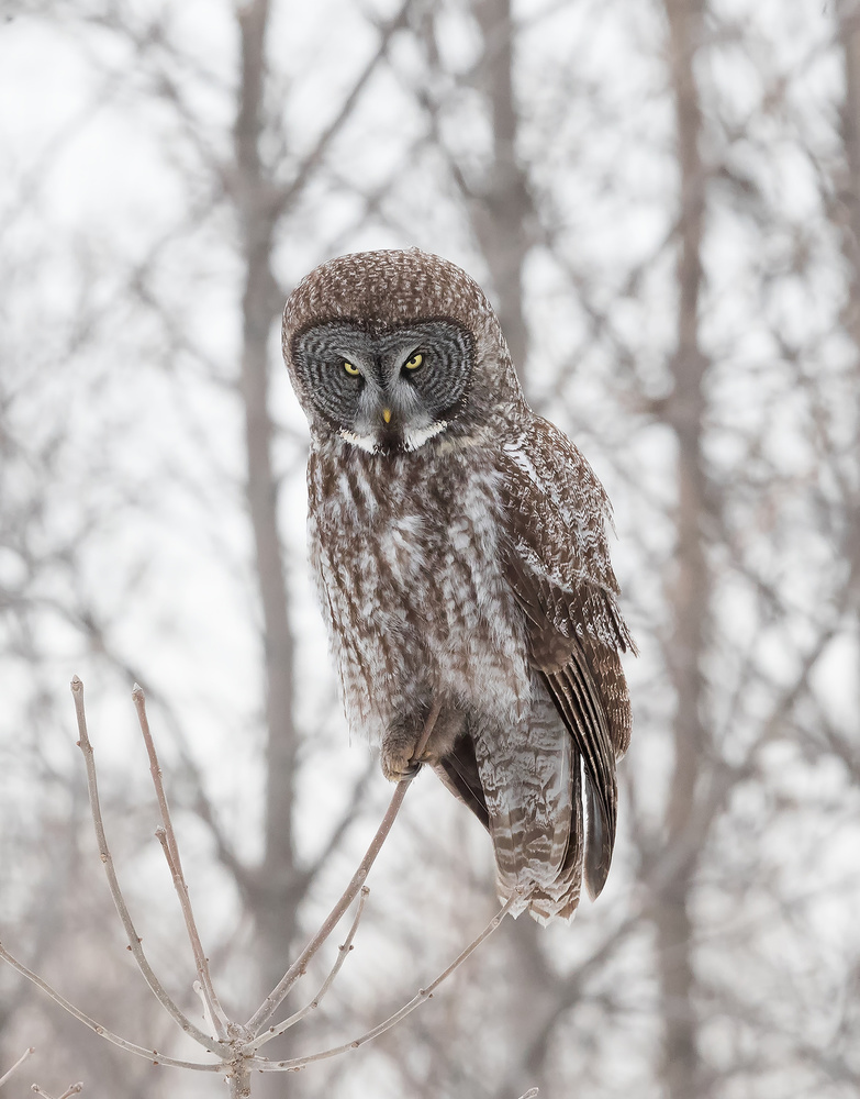 Who has made you so unhappy? von Cheng Chang