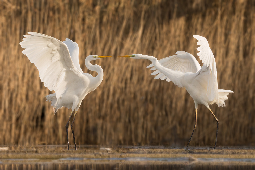 Tit for tat von Cheng Chang