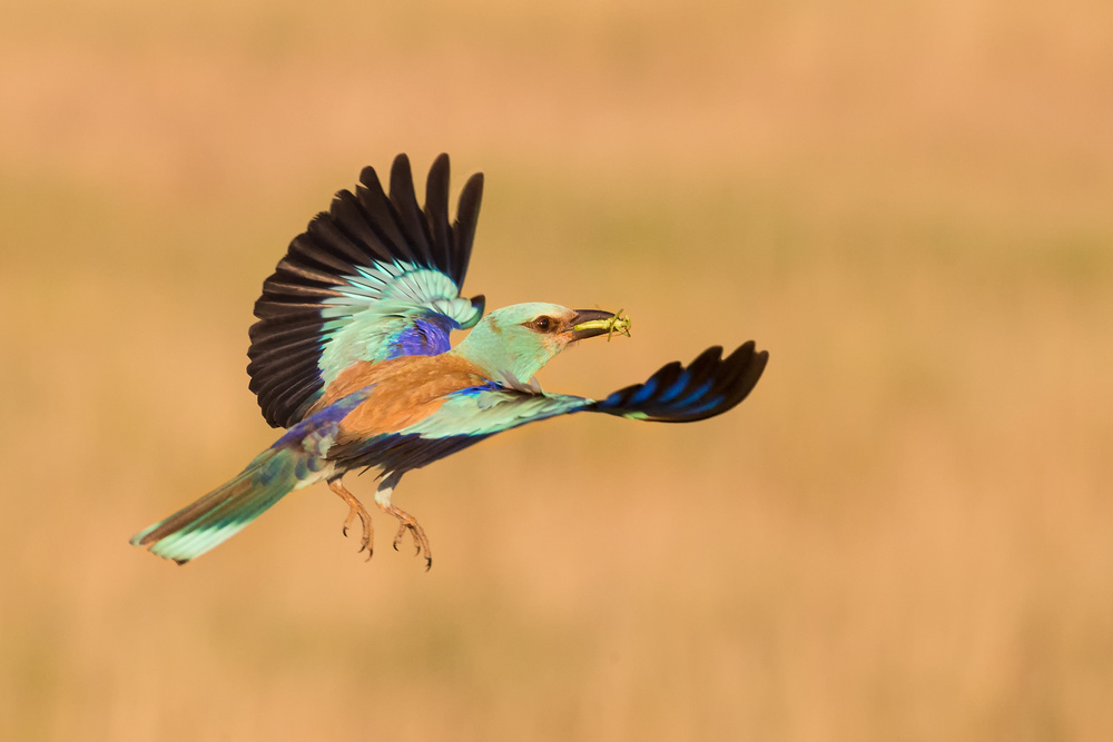 Back to home. von Cheng Chang