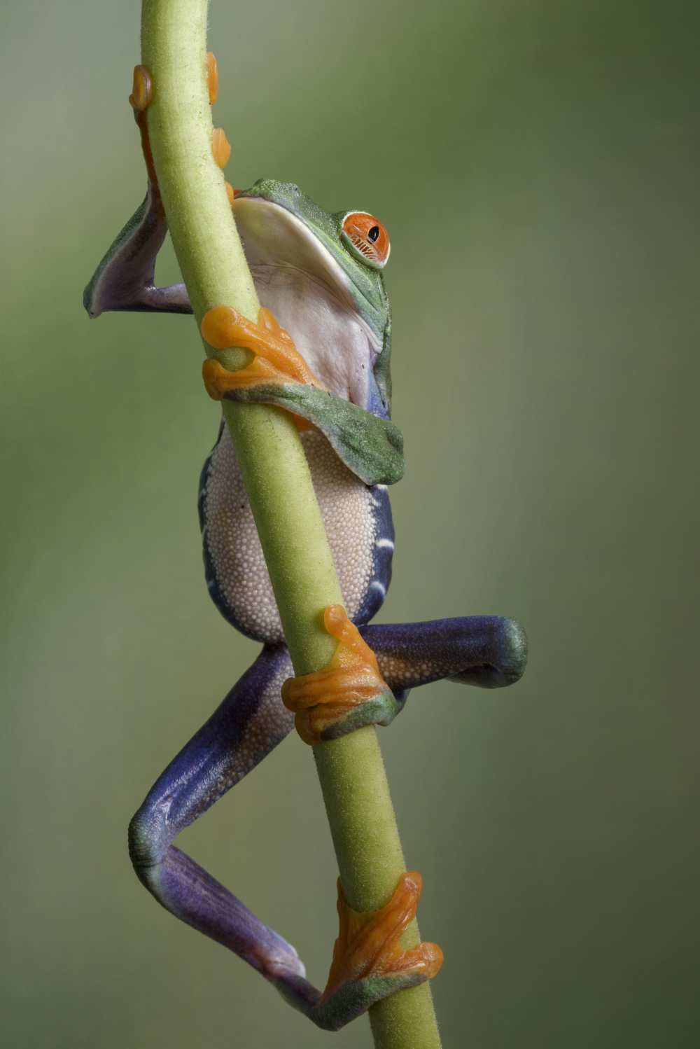 Ascending von Cheryl Schneider