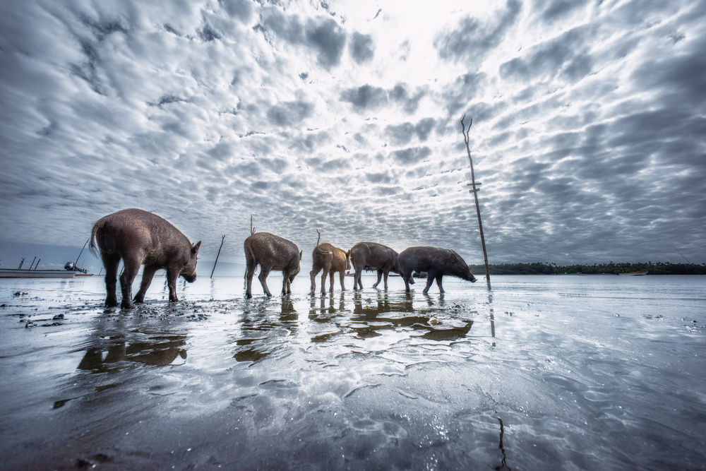 Explorers II von Chiko Yamaoka