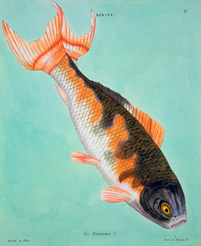 Le Noriroux, engraved by Francois Nicholas Martinet (1731-p.1796) (print) von Chinese School, (18th century)