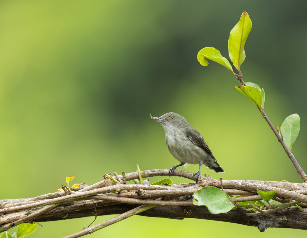 Flower Pecked von Chiranjib Chakraborty