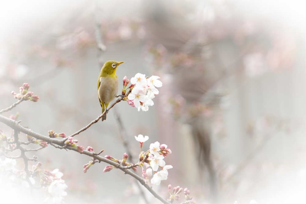 春来る（harukitaru） von Chisho Nakada