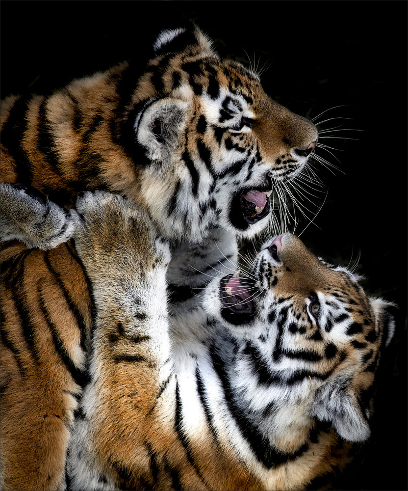 untitledl von Chris Coenders