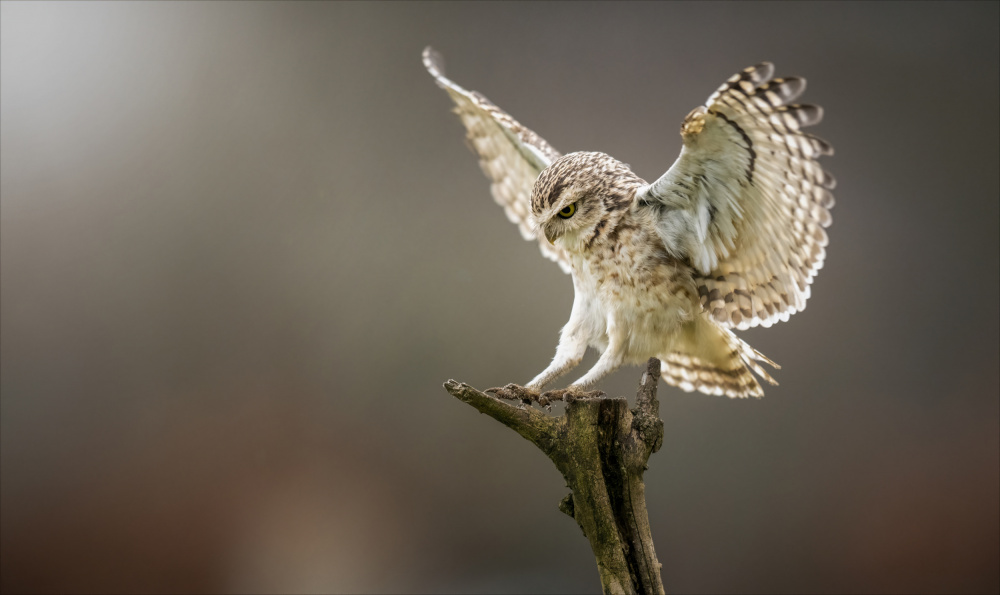 steenuiltje von Chris Coenders