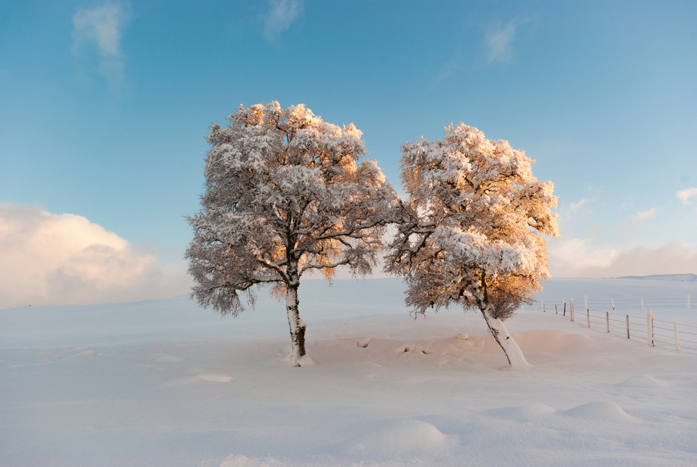 Twins von Chris Jones