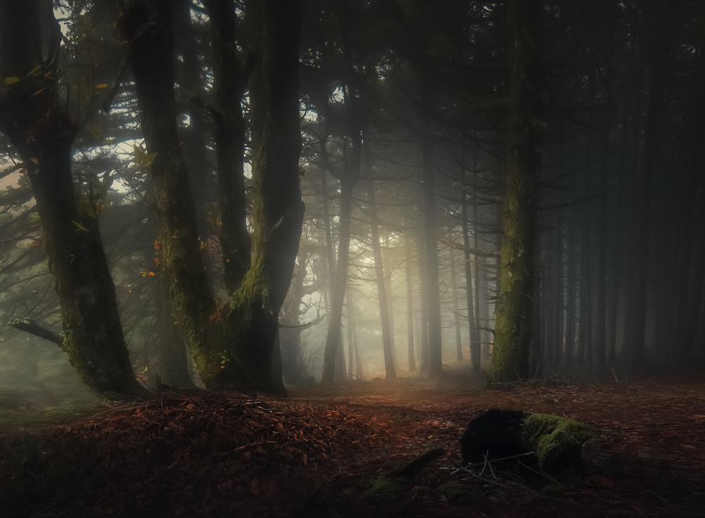 Autumn von Chris Kaddas