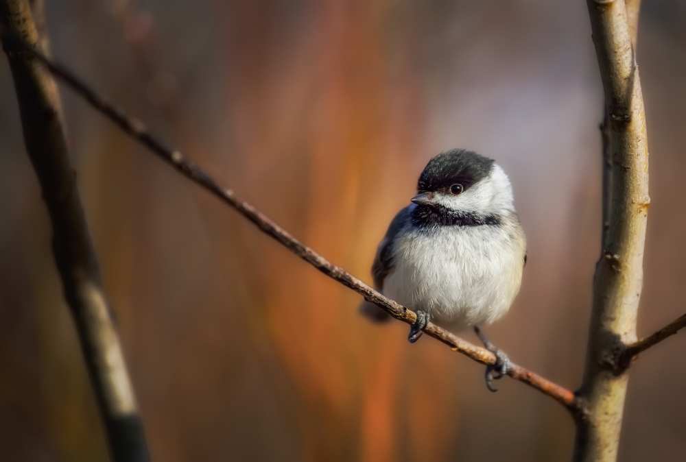 Litlle "thing" von Christian Duguay