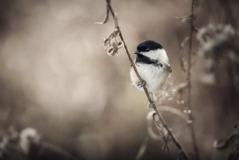 Little world von Christian Duguay