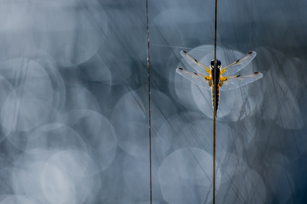 Dragon in flares von Christian Guerder