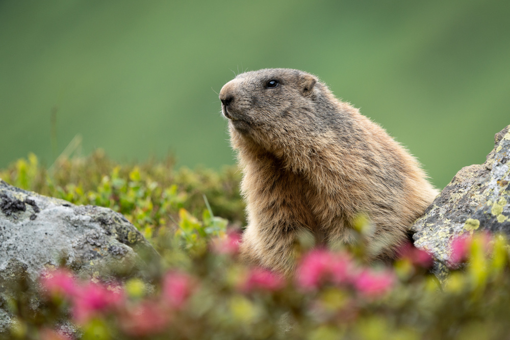 Murmeltier von Christian Kurz