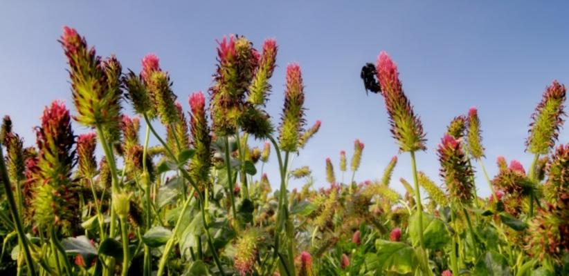 Im Hummelparadies von Christian Lehner