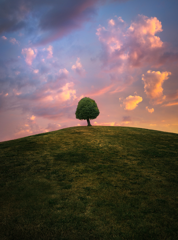 Tree on hill during sunset von Christian Lindsten