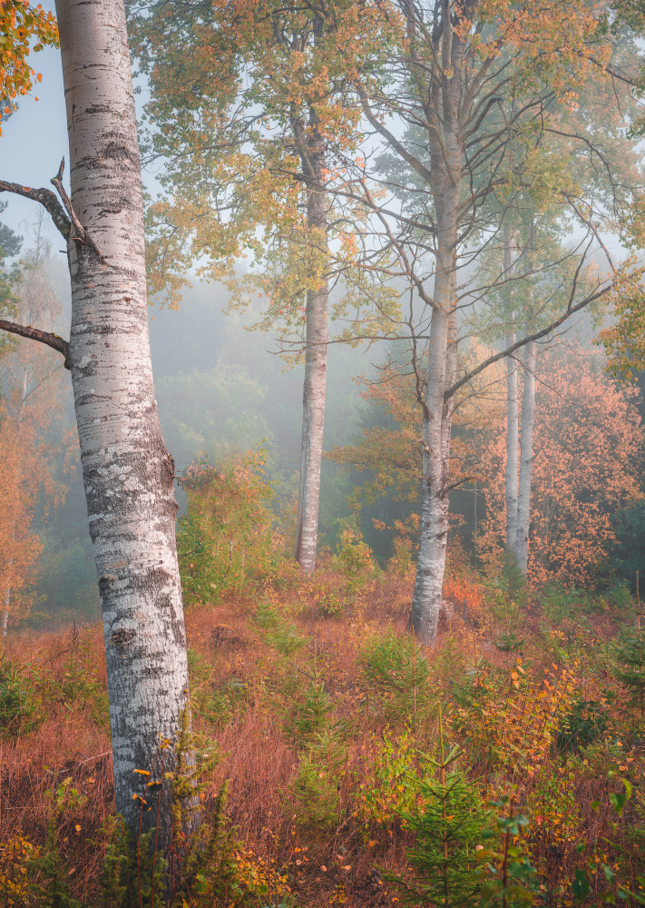 Birchtrees in morning fog von Christian Lindsten