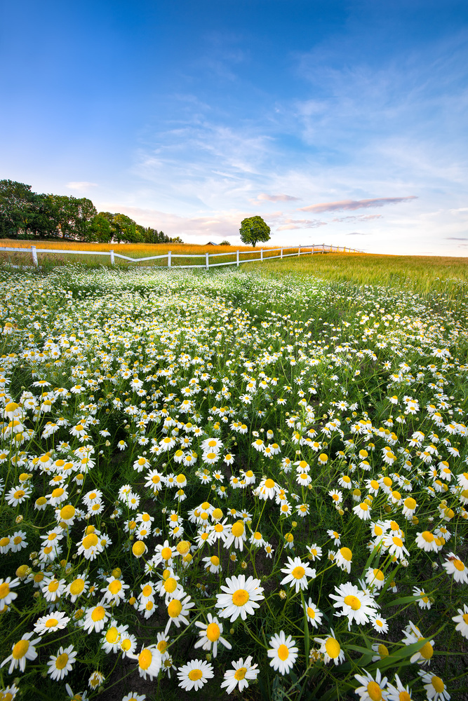 Daisyfield in Sweden von Christian Lindsten