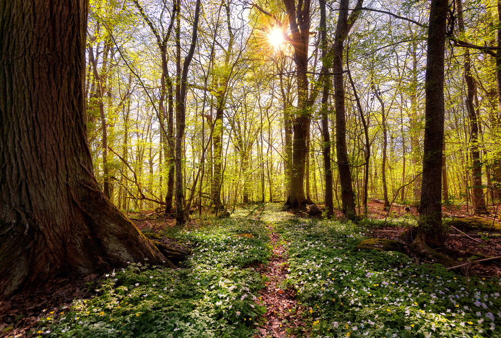 Spring in the beech forest von Christian Lindsten
