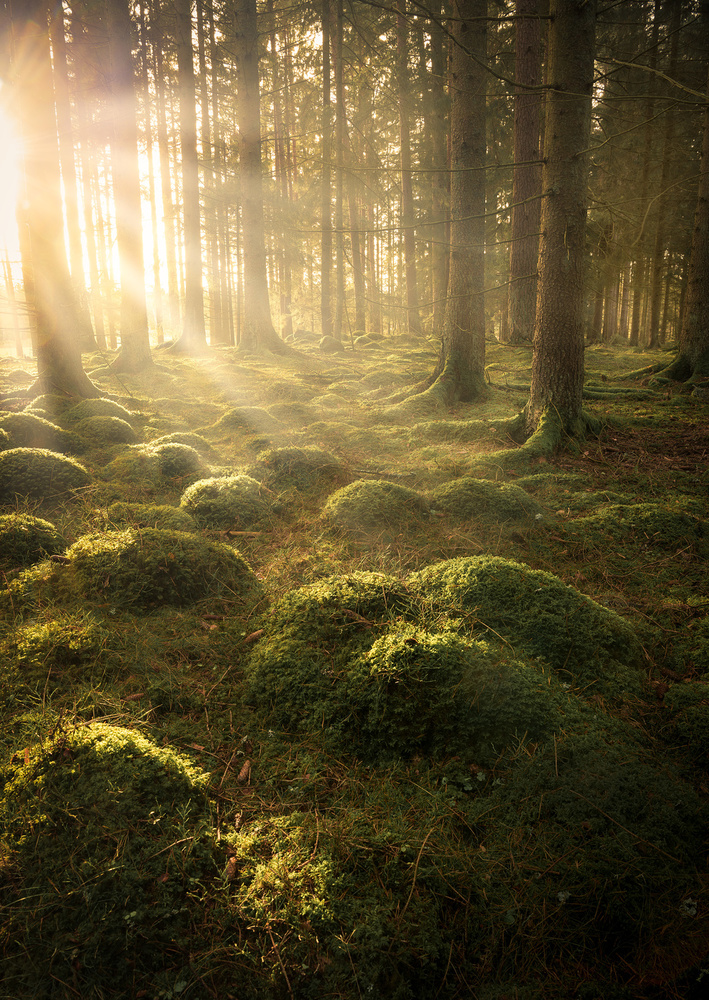 In the woods von Christian Lindsten