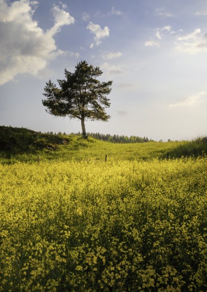 King of the hill von Christian Lindsten