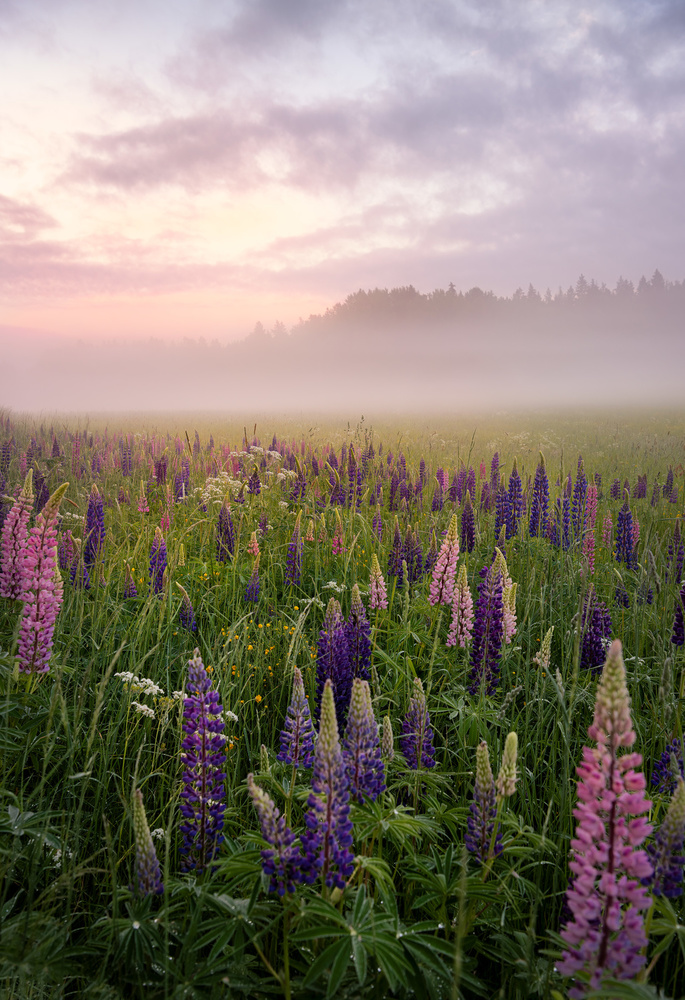 Lupines in fog part 3 von Christian Lindsten