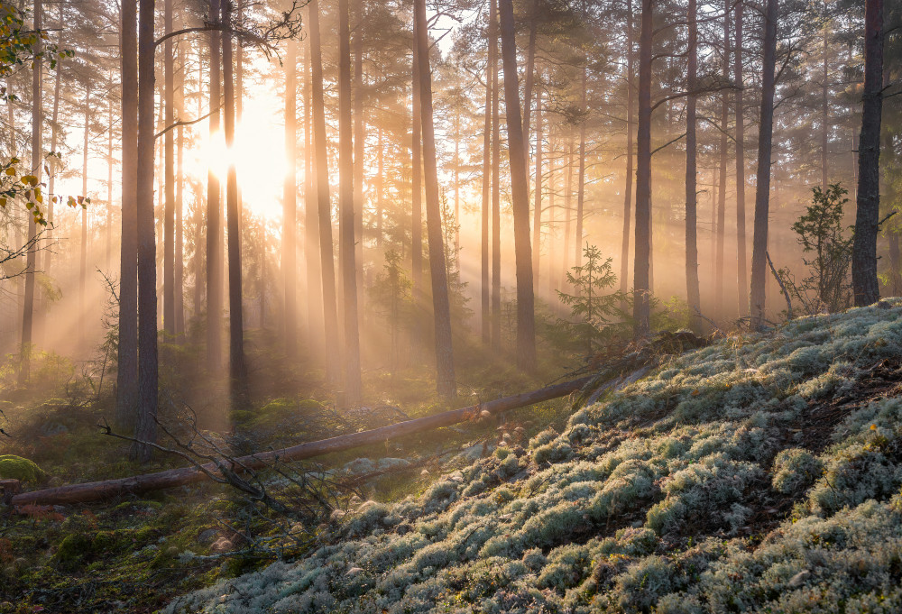 Fog in the forest with white moss in the forground von Christian Lindsten