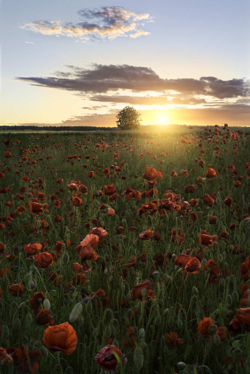 Poppy fields of Sweden von Christian Lindsten