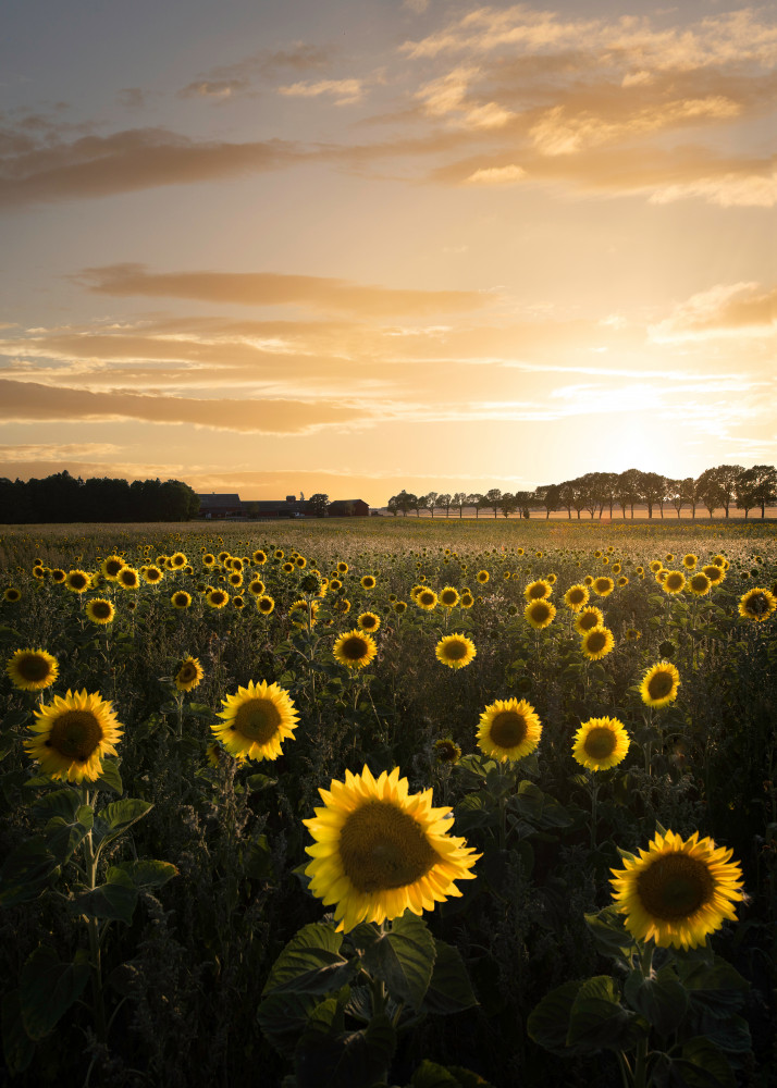 Sunflowerfield in Sweden von Christian Lindsten