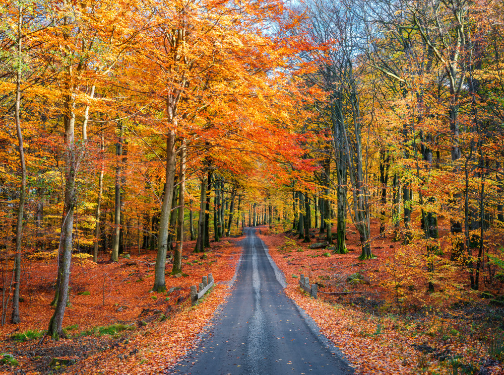 Road into autumn von Christian Lindsten