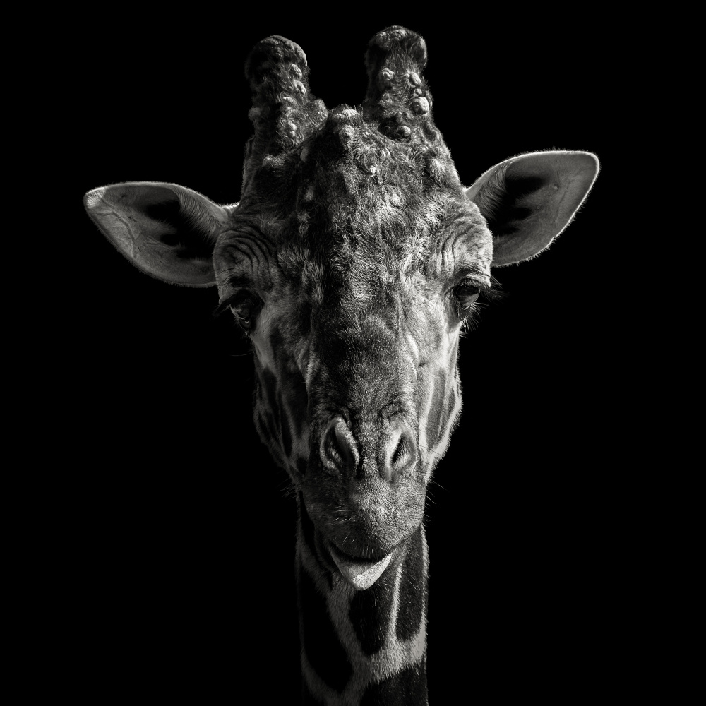 Cheeky Giraffe von Christian Meermann