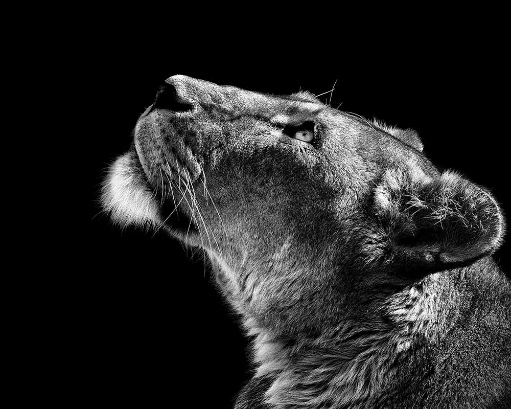 Hoch schauen von Christian Meermann