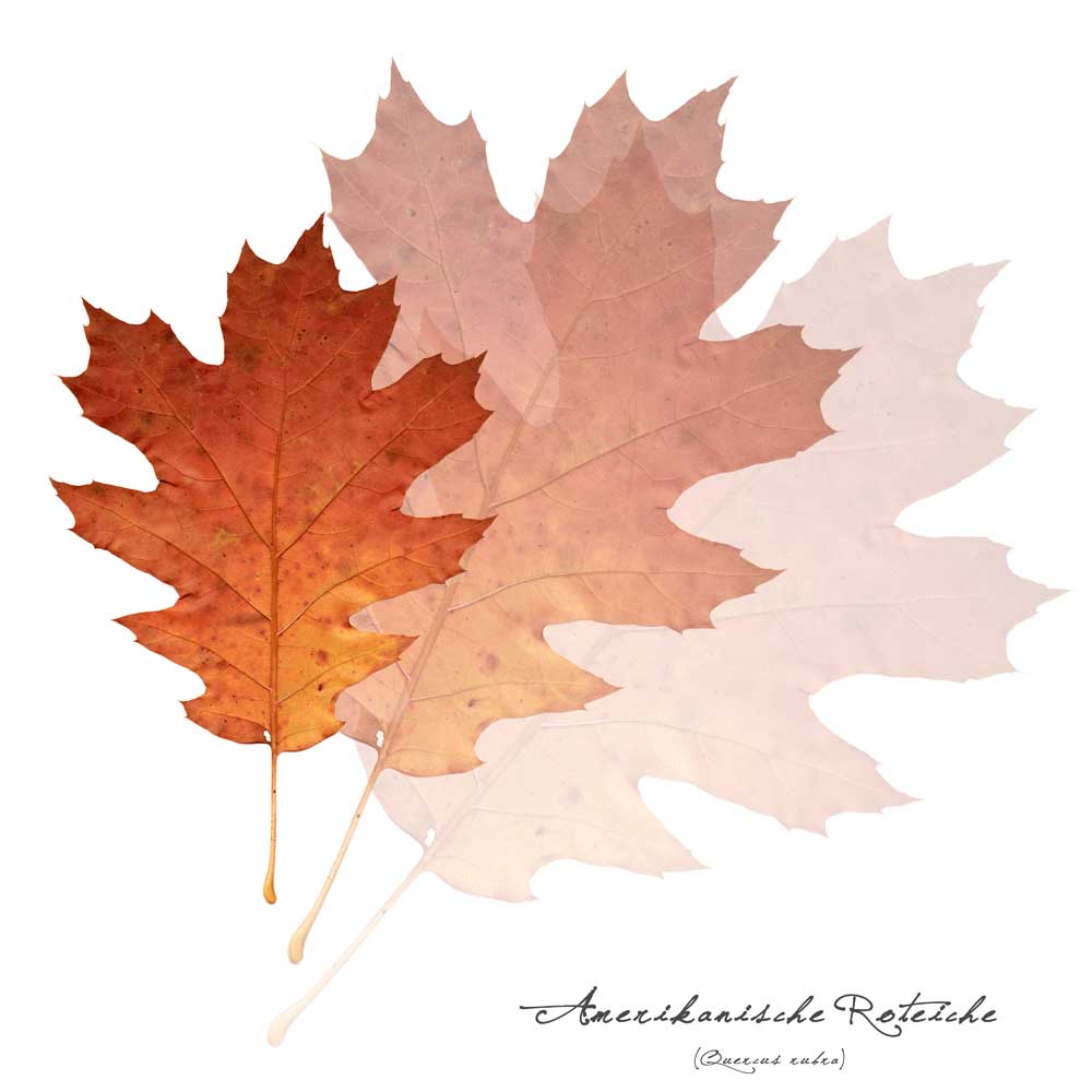 Collage mit Blättern der Roteiche von Christian Müringer