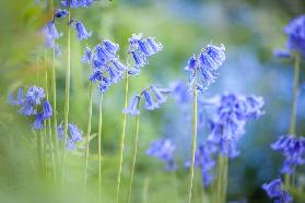 English Bluebells im Woodchester Park, Nympsfield, Gloucestershire