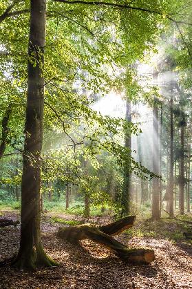 Sonnenstrahlen nach dem Regen in den Taunus-Buchenwäldern