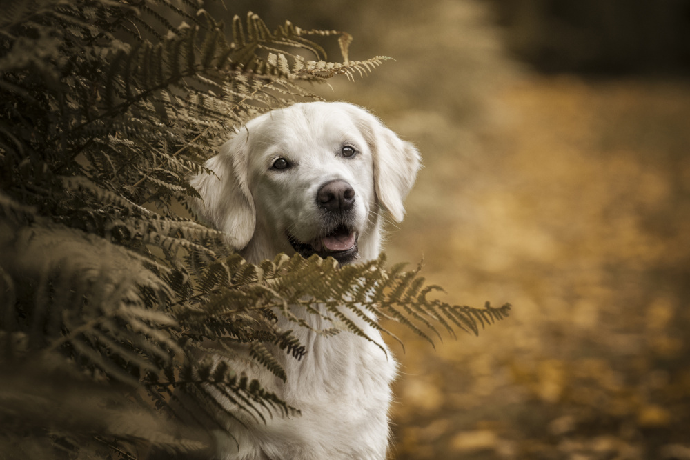 Hallice von Christiane Heggemann