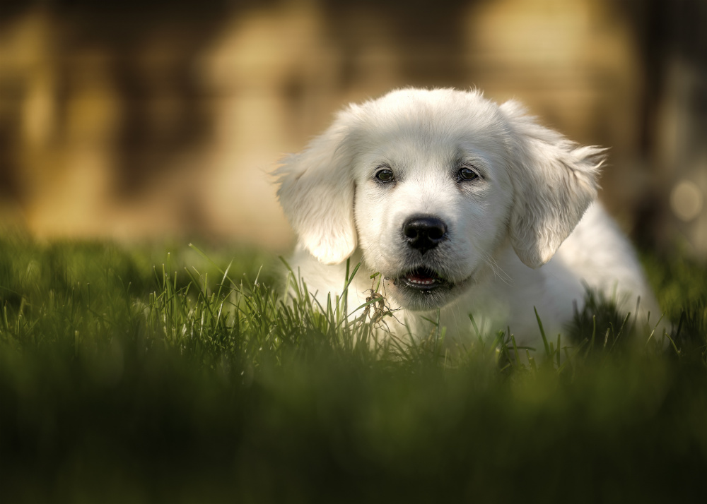 Jayda von Christiane Heggemann