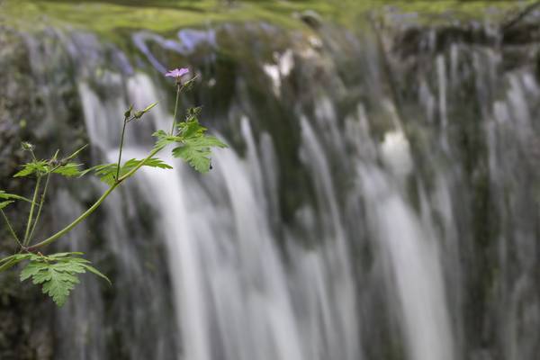 Blume vor kleinem Wasserfall von Christina Neuhaus-Petrosino