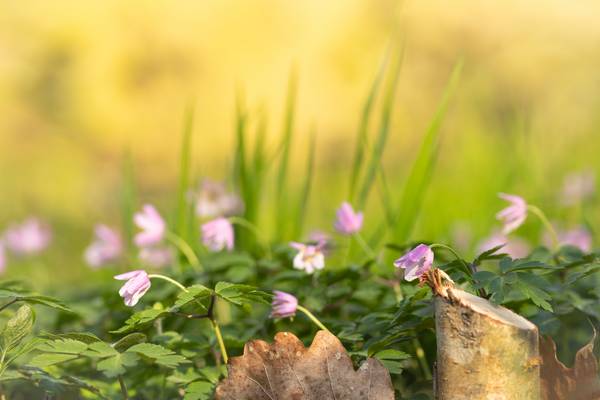 Blumen  von Christina Neuhaus-Petrosino