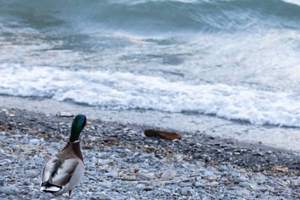 Ente von Christina Neuhaus-Petrosino